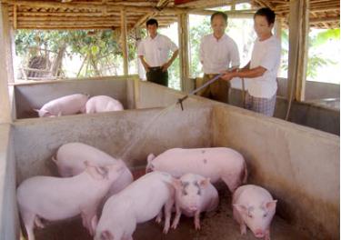 Một mô hình nuôi lợn nái ở xã Đại Minh, huyện Yên Bình. (Ảnh: Thanh Chi)
