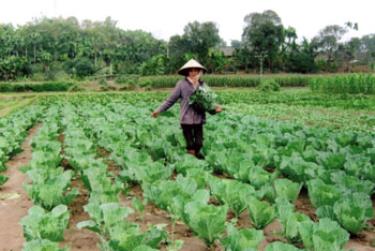 Nông dân xã Tuy Lộc (TP. Yên Bái) thu hoạch rau xanh.