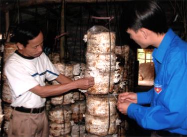 Gia đình anh Vũ Văn Hương ở thôn 6, xã Giới Phiên (thành phố Yên Bái) phát triển nghề trồng nấm đem lại thu nhập cao. (Ảnh: Thanh Chi)

