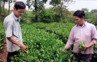 Nông dân huyện Yên Bình thu hái chè vụ xuân.
(Ảnh: Linh Chi)