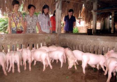 Lãnh đạo Hội Liên hiệp phụ nữ tỉnh thăm một mô hình hội viên phụ nữ chăn nuôi giỏi ở xã Mông Sơn huyện Yên Bình.
(Ảnh: Thế Cường)
