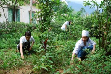 Cán bộ Trạm y tế xã thịnh Hưng (Yên Bình) chăm sóc vườn thuốc nam để hướng dẫn nhân dân chữa bệnh bằng y học cổ truyền.
