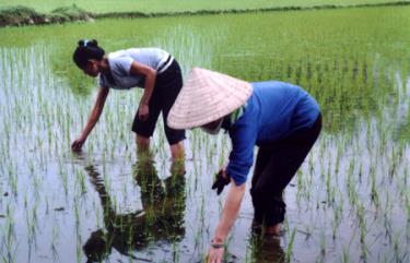 Nông dân Mường Lò làm cỏ cho lúa chiêm xuân.
(Ảnh: Hoàng Nhâm)