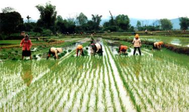 Vào vụ mới.