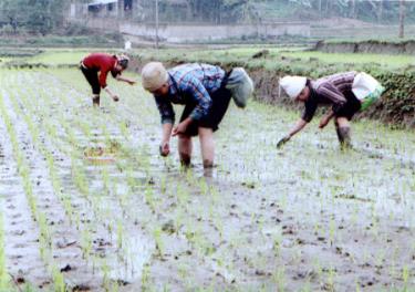 Nông dân huyện Văn Chấn bón phân viên nén dúi sâu cho lúa xuân.