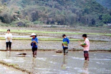 Nông dân xã Quy Mông (Trấn Yên) gieo cấy lúa chiêm xuân 2012 đúng khung thời vụ. (Ảnh: H.N)
