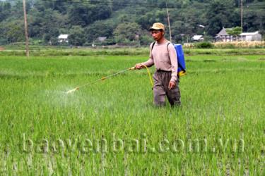 Sản xuất cánh đồng mẫu lớn để đồng bộ hóa trong sản xuất.