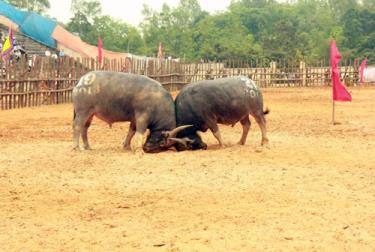 Các “ông” trâu thi đấu quyết liệt.