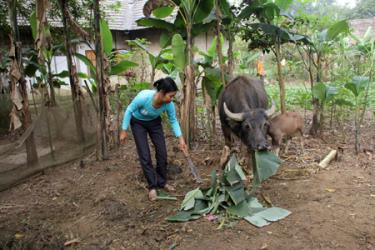 Gia đình chị Mông Thị Hát thoát nghèo nhờ nuôi trâu sinh sản.