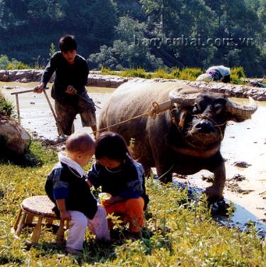 Đường cày của ba.
(Ảnh: Xuân Tình)
