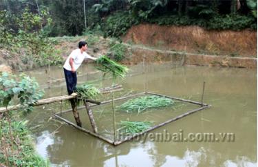 Với diện tích ao 0,5ha, mỗi năm gia đình anh Vũ Mạnh Cường ở thôn Hồng Thái thu nhập 40 - 50 triệu đồng từ nuôi cá.