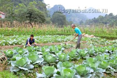 Trồng cây rau màu vụ đông mang lại nguồn thu cao, góp phần giúp người dân Đồng Khê xóa đói nghèo.
