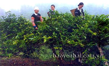 Chè Shan tuyết - đặc sản của Yên Bái.
