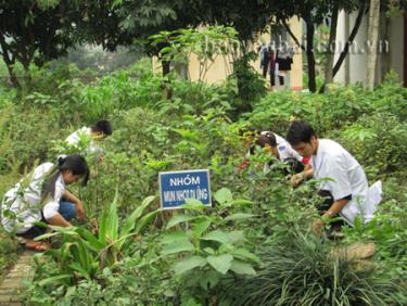 Cán bộ Trạm Y tế xã Đông Cuông chăm sóc vườn thuốc nam.
