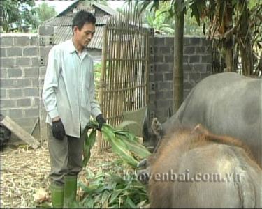 Anh Hoàng Văn Phóng, bản Phàn Hạ (xã Nghĩa Lợi) chăm sóc cho con trâu được hỗ trợ.