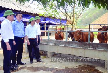 Các đồng chí lãnh đạo tỉnh thăm mô hình nuôi bò bán công nghiệp
tại xã Mậu Đông, huyện Văn Yên.