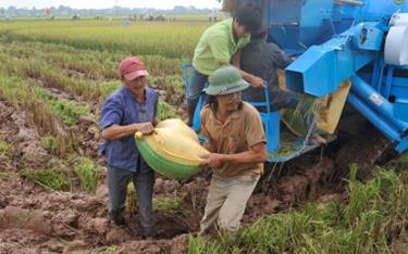 Thu hoạch lúa tại cánh đồng mẫu lớn huyện Chương Mỹ (Hà Nội).