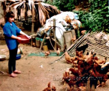 Nguyễn Thị Huế chăm sóc đàn gà của gia đình.
