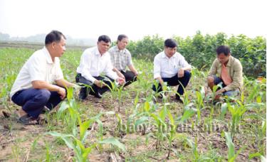 Lãnh đạo xã Báo Đáp kiểm tra sản xuất vụ đông.