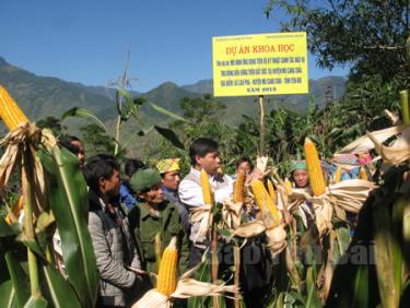 Một dự án ứng dụng tiến bộ khoa học trong sản xuất nông nghiệp được triển khai tại Mù Cang Chải giúp canh tác ngô bền vững trên đất dốc.