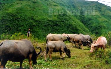 Nhân dân huyện Mù Cang Chải tích cực phát triển chăn nuôi đại gia súc.