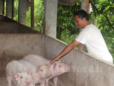 Ông Lê Ngọc Châu xã Minh Quân (Trấn Yên) chăm sóc đàn lợn.