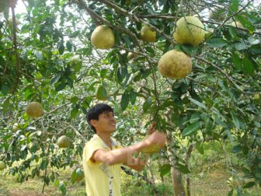 Nhiều hộ dân trồng bưởi ở xã Đại Minh cho thu nhập cao.
