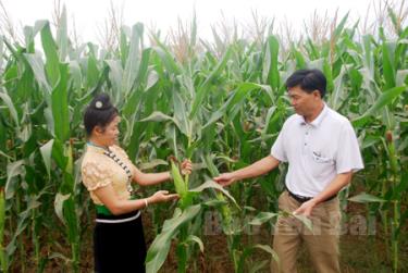 Nhờ áp dụng khoa học, kỹ thuật vào sản xuất ngô vụ đông trên địa bàn xã Nghĩa Lợi (thị xã Nghĩa Lộ) đã cho hiệu quả kinh tế cao.