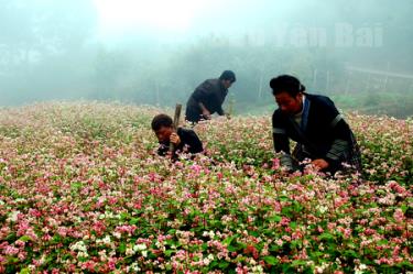 Mô hình trồng hoa tam giác mạch của gia đình anh Vàng A Khua, thôn Bản Mới thể hiện sự đổi mới trong tư duy làm kinh tế.