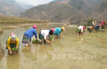 Người dân Trạm Tấu tích cực đưa các giống lúa mới năng suất cao vào gieo cấy, góp phần nâng cao sản lượng lương thực địa phương.
(Ảnh: A mua)