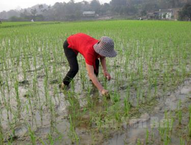 Nông dân xã Đại Phác (Văn Yên) chăm sóc lúa xuân.