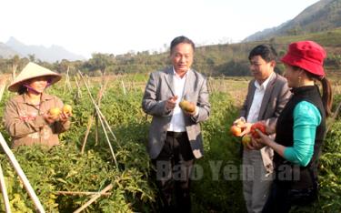 Lãnh đạo Phòng Nông nghiệp và Phát triển nông thôn huyện Văn Chấn thăm ruộng cà chua của gia đình chị Trần Thị Hường ở thôn Hà Thịnh, xã Sơn Thịnh.