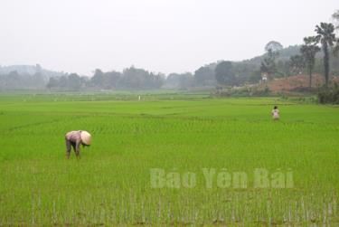 Bà con nông dân thôn 6, xã Việt Thành, huyện Trấn Yên chăm sóc lúa xuân.
