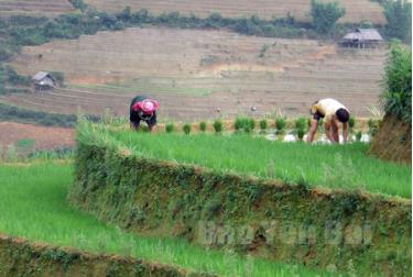 Nông dân Mù Cang Chải gieo cấy lúa xuân.