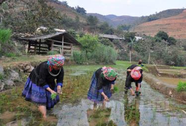 Người dân xã Khao Mang gieo cấy lúa xuân sau rét đậm, rét hại.