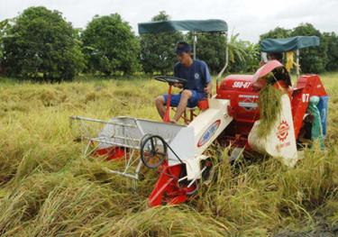 Thu hoạch lúa tại đồng bằng sông Cửu Long.