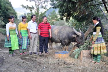 Chị Giàu (bên phải) chăm sóc gia súc.