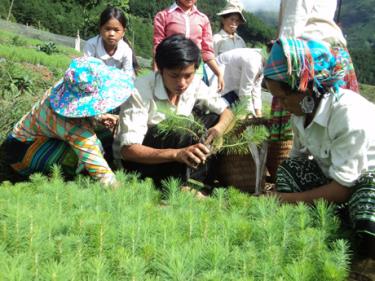 Người dân Trạm Tấu nhận cây giống trồng rừng phòng hộ. (Ảnh minh họa)