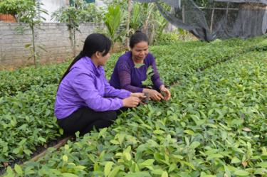 Đoàn viên thanh niên ở Chi đoàn Khe Lợ kiểm tra quế giống cho vụ trồng mới.