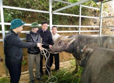 Lãnh đạo huyện Trạm Tấu thăm mô hình chăn nuôi gia súc của gia đình ông Giàng A Chư ở thôn Háng Tày, xã Pá Lau.