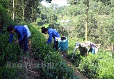 Nông dân xã Bảo Hưng, huyện Trấn Yên thu hái chè xuân.