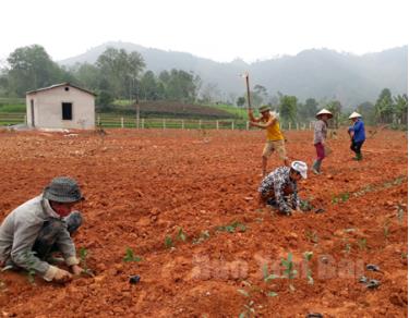 Cây chè Bát tiên được nhiều hộ dân xã Hưng Khánh lựa chọn để phát triển kinh tế, xóa đói giảm nghèo.