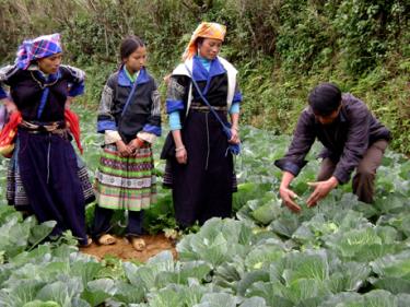 Cán bộ ngành nông nghiệp và phát triển nông thôn hướng dẫn đồng bào vùng cao trồng rau màu vụ đông.