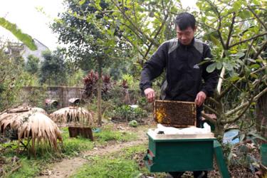 Ông Đoàn Văn Vân ở tổ 5, phường Hợp Minh kiểm tra đàn ong của gia đình.