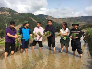 Lãnh đạo huyện Trạm Tấu xuống đồng kiểm tra và động viên nhân dân sản xuất lúa xuân.