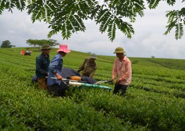 Nông dân Văn Chấn đưa cơ giới vào thu hoạch chè búp tươi.