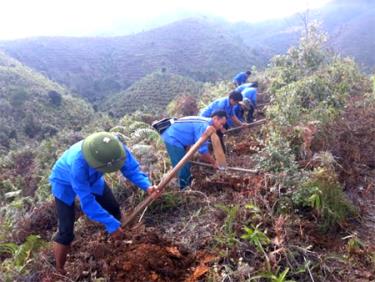 Đoàn viên thanh niên xã Dế Xu Phình đào hố trồng sơn tra.