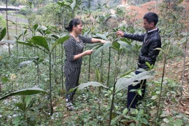 Từ trồng cây thuốc nam, gia đình chị Sơn đã vươn lên thoát nghèo và trở thành hộ có kinh tế khá trong xã.