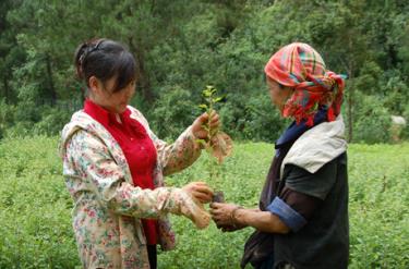 Cán bộ kỹ thuật Ban quản lý rừng phòng hộ đầu nguồn Mù Cang Chải hướng dẫn đồng bào Mông kỹ thuật trồng cây Sơn tra. Ảnh: Minh Quang