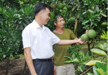 Thực hiện đề án phát triển cây ăn quả, nông dân nhiều nơi trong huyện Yên Bình đầu tư trồng các giống bưởi chất lượng cao.